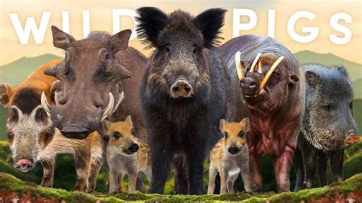Boar Corp Unveiled: A Look at the Wild Pig's Fascinating World