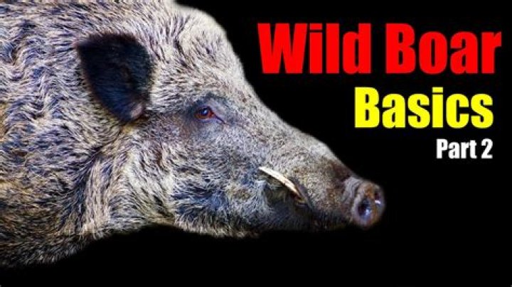 Boar Corps Part 2: Getting to Know the Wild Pig