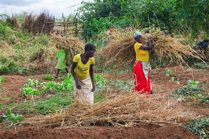 Boosting Mozambique's Harvest: The Instituto de Cereais de Moçambique's Vital Role Today
