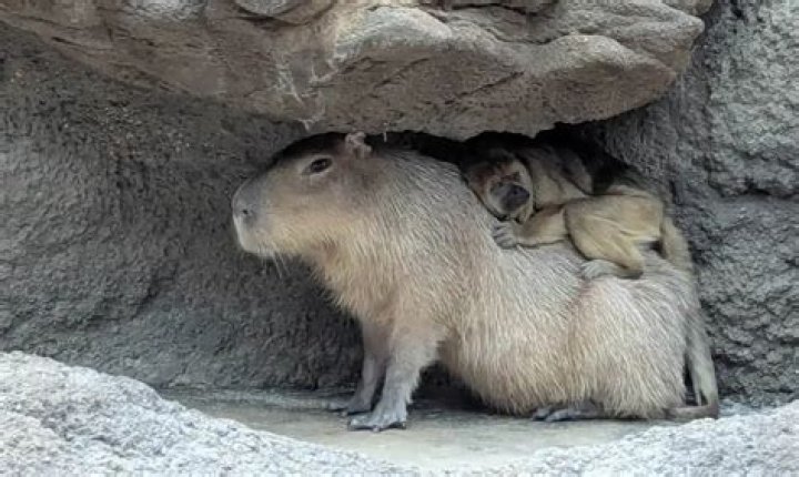 Capybara Actor: The Unlikely Star of the Animal Kingdom