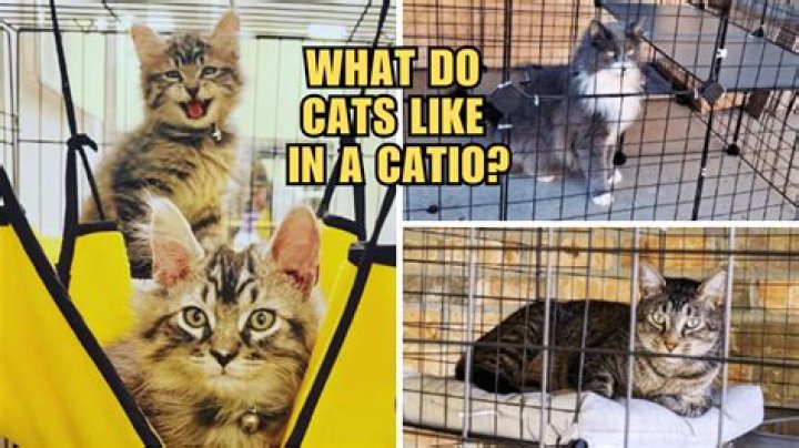 Cat's Meow: Unleashing the Kats Craze