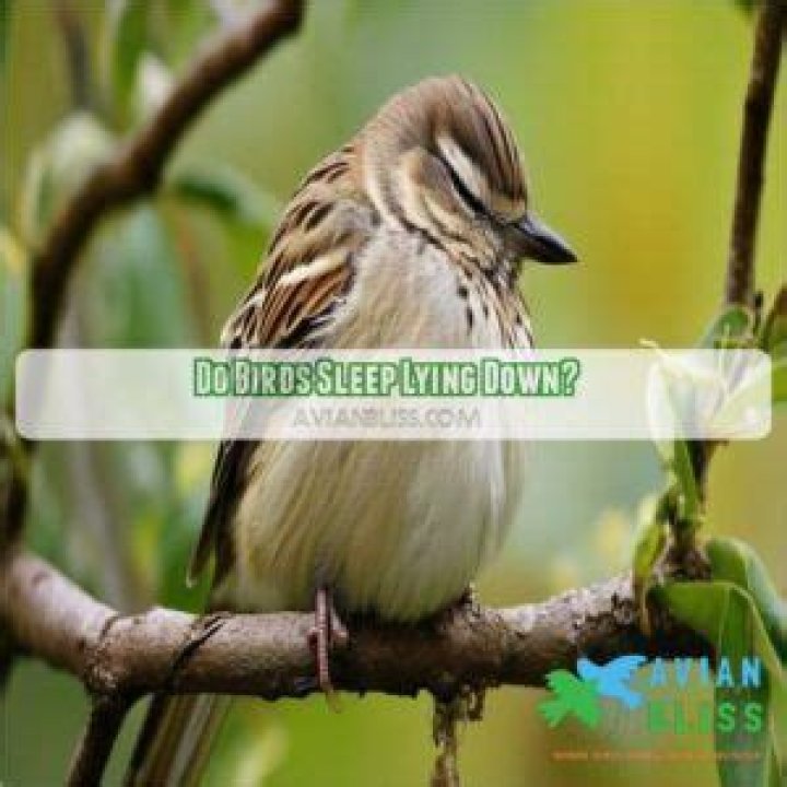 Do Birds Sleep? Unveiling the Secrets of Avian Slumber