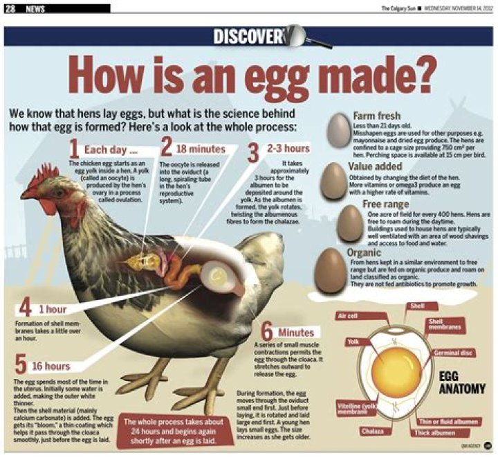Do Hens Produce Eggs Without a Rooster: A Comprehensive Guide