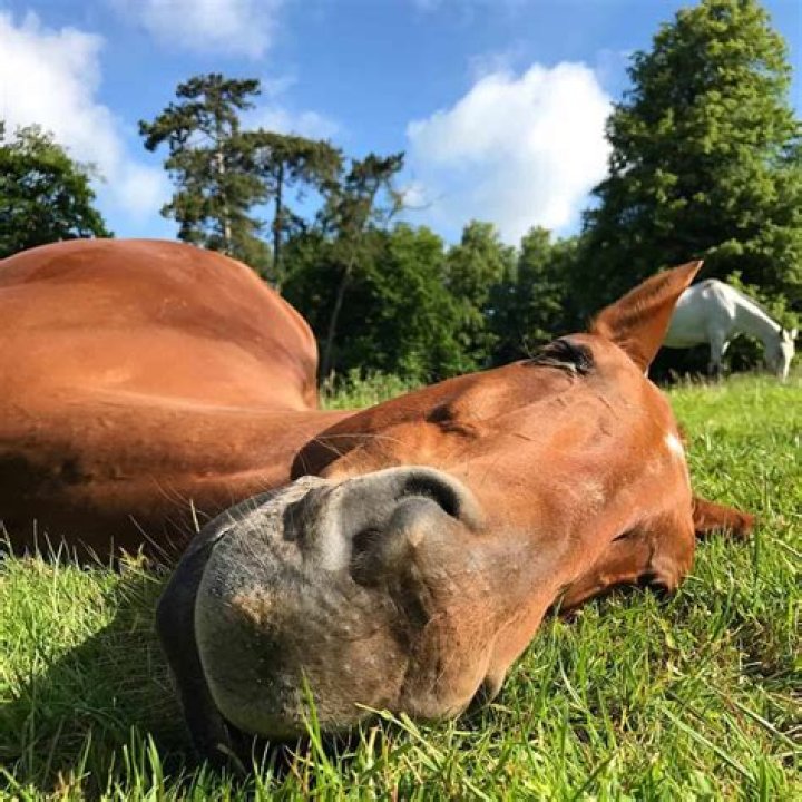 Do Horses Sleep Lying Down? Discover the Fascinating Truth About Equine Sleep