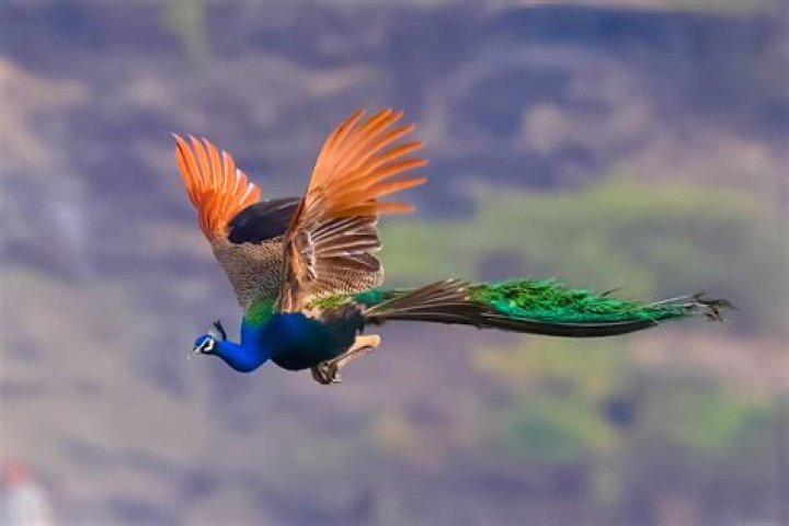 Do Peacocks Fly? Unveiling the Mysteries of These Majestic Birds