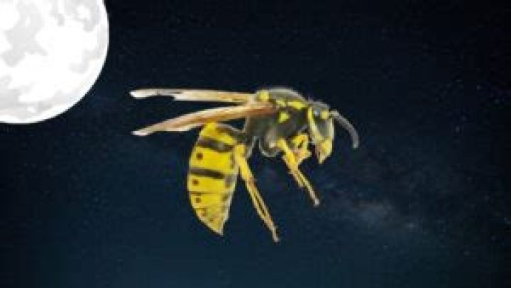 Do Wasps Sleep at Night? Unveiling the Buzzing Truth