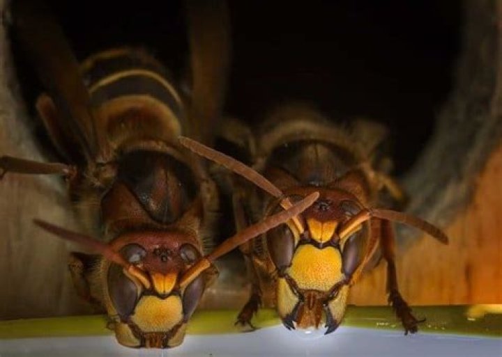 Do Wasps Sleep? Unveiling the Buzzing Truth About Nature's Tiny Guardians