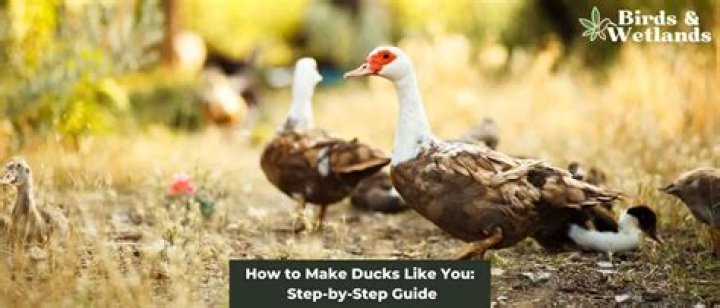 Duck Life: The Ultimate Guide to Understanding and Embracing the Quacking Adventure
