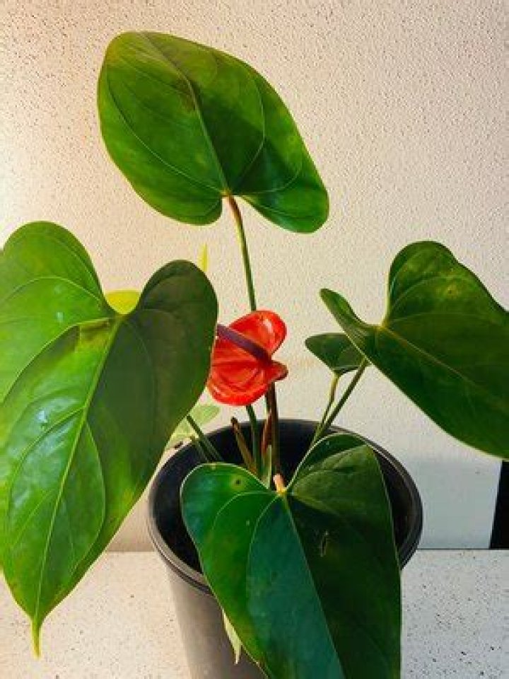 Emma Anthurium: Star A Rising Talent in the Entertainment World