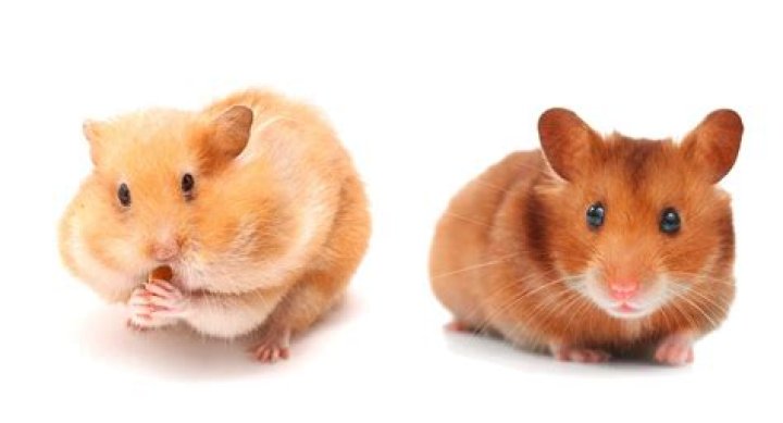 Exploring Hamster.com: Your Go-To Spot for Tiny Furry Friends