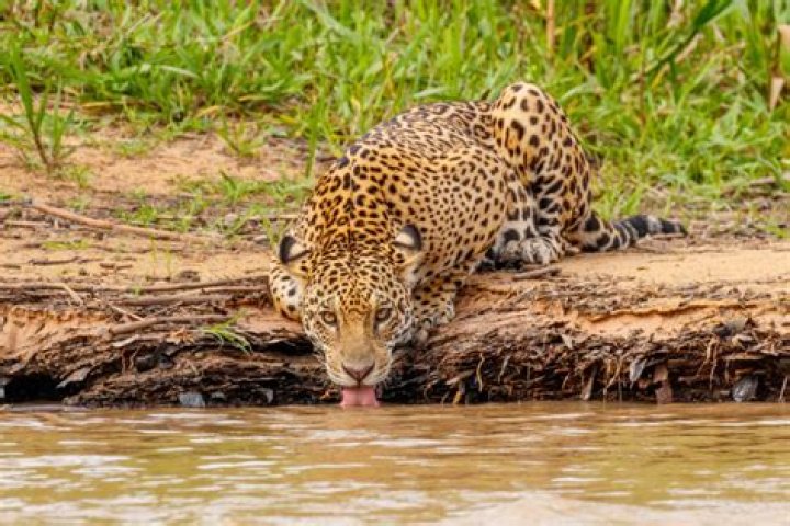 Exploring Mexzoo: A Guide to Mexico's Wildlife Havens Today