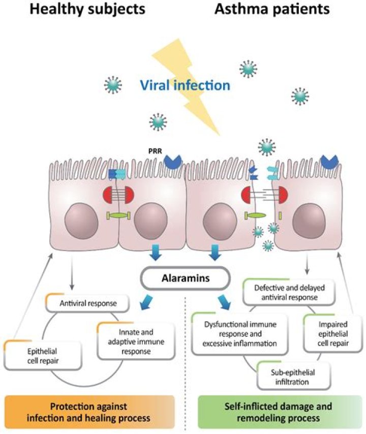 Exploring Virulkand: Meanings, Design, and Viral Stories