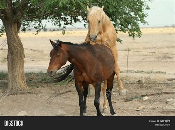 Horses Mating: A Look at Natural Breeding Behavior and What to Expect