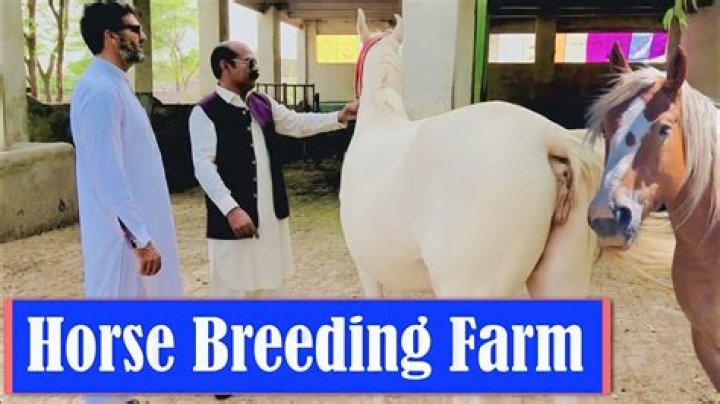 Horsh Miting Explained: Uncovering the Secrets of Horse Breeding