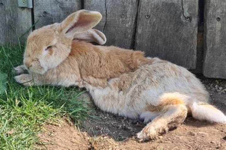 How Do Bunnies Sleep: Unlocking the Secrets of Bunny Nap Time