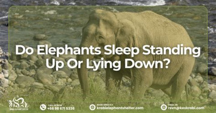 How Do Elephants Sleep: Unlocking the Secrets of Their Resting Habits