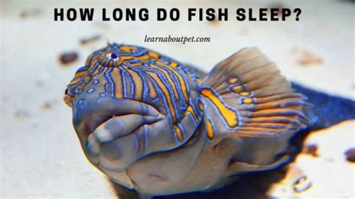 How Long Do Fish Sleep: Unveiling the Mysterious World of Fish Rest