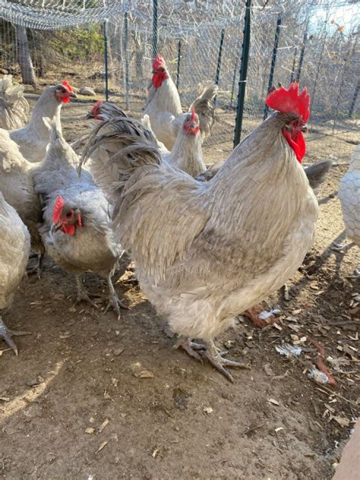 Lavender Orpington The Majestic Poultry Breed for Your Backyard