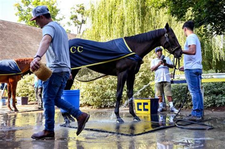 Making '2 Guys One Horse' Work: Tips for a Harmonious Ride