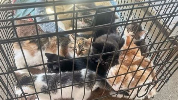 Oshkosh Animal Shelter: A Compassionate Haven for Animals