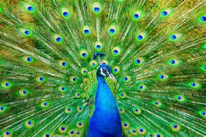 Peacocks: The Majestic Birds That Capture Our Hearts