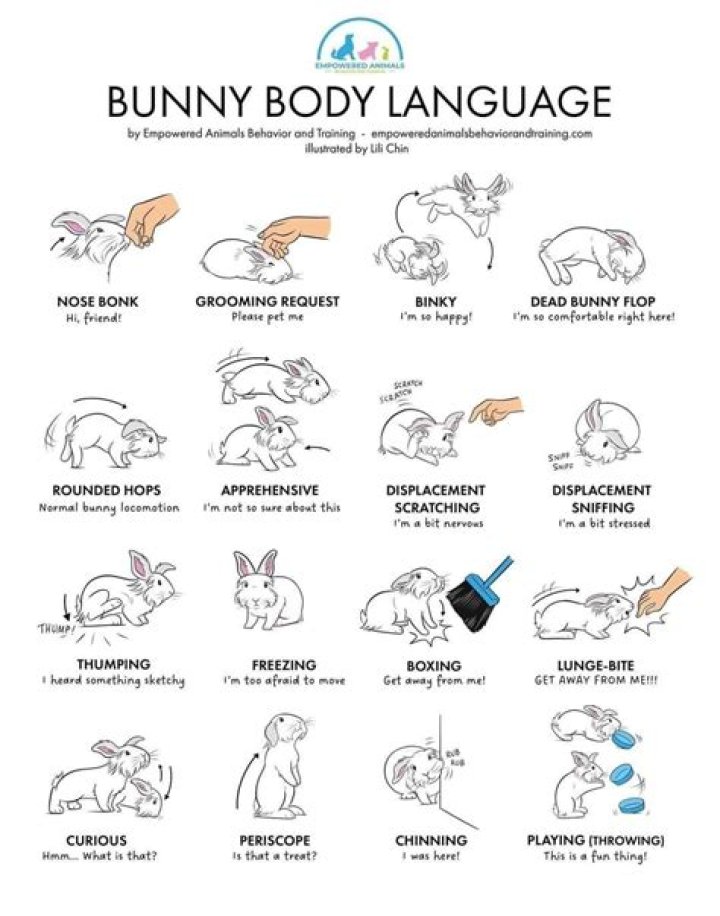 Rabbits Sleeping: The Ultimate Guide to Understanding Bunny Zzz's