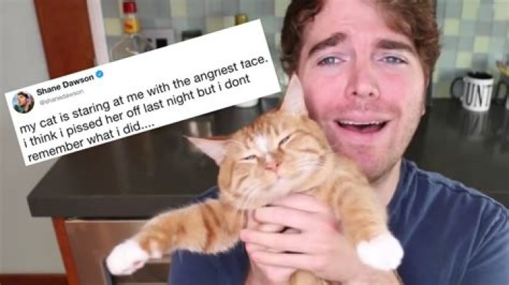The Shane Dawson Cat Incident: A Deep Look at What Happened