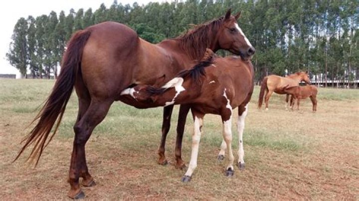 Understanding Male and Female Horse Mating: A Look at Equine Reproduction