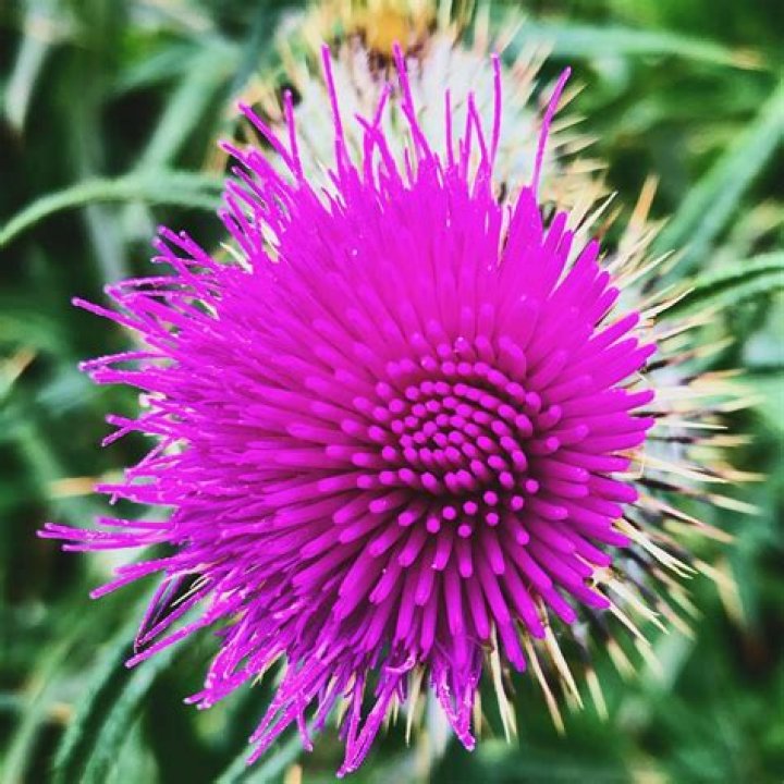 Understanding the Buzz: Addressing the Jeanie Galbraith Death Query