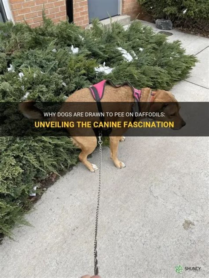 Unleashing the Mystery of Dogxxx: A Deep Dive into Canine Fascination