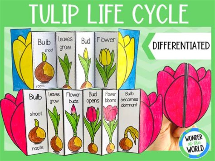 Unveiling the Magic of the Tulip: Your Guide to Spring's Brightest Bloom