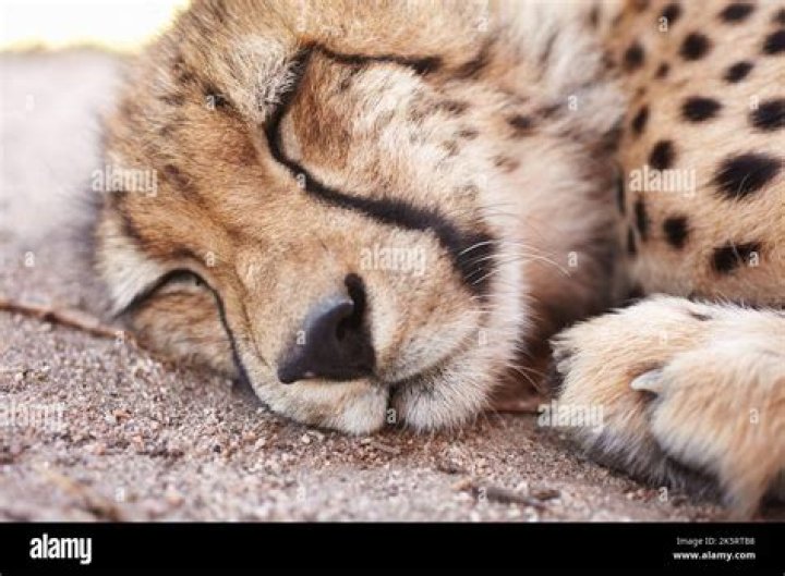Where Do Cheetahs Sleep? Unveiling the Secrets of Their Resting Habits