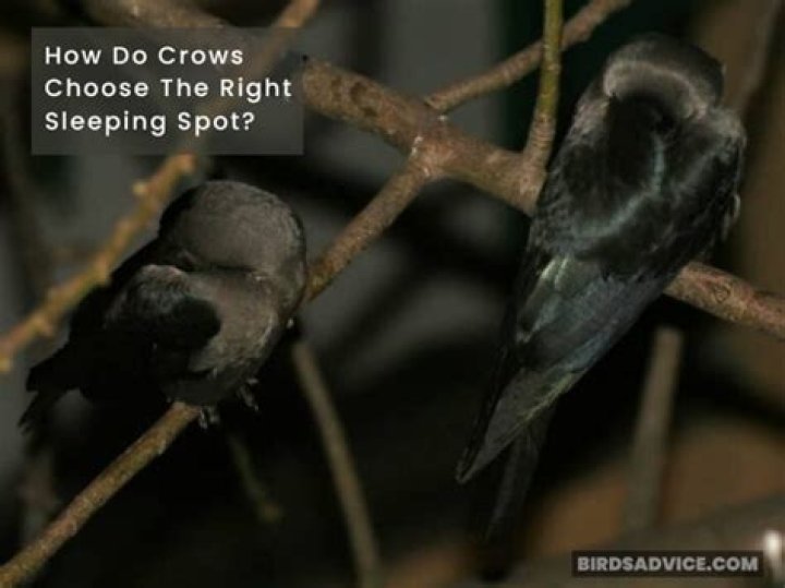 Where Do Crows Sleep? Unveiling the Secrets of These Intelligent Birds