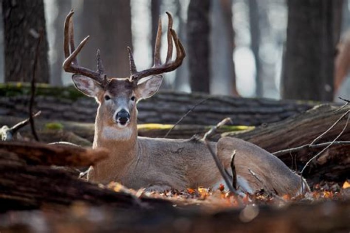 Where Do Deer Sleep? Unveiling the Secret Resting Spots of These Elegant Creatures