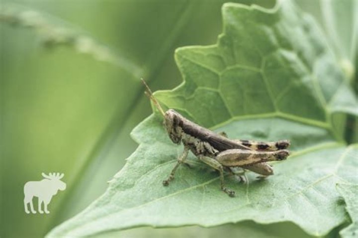 Where Do Grasshoppers Sleep? Unveiling the Secretive Life of These Tiny Hoppers
