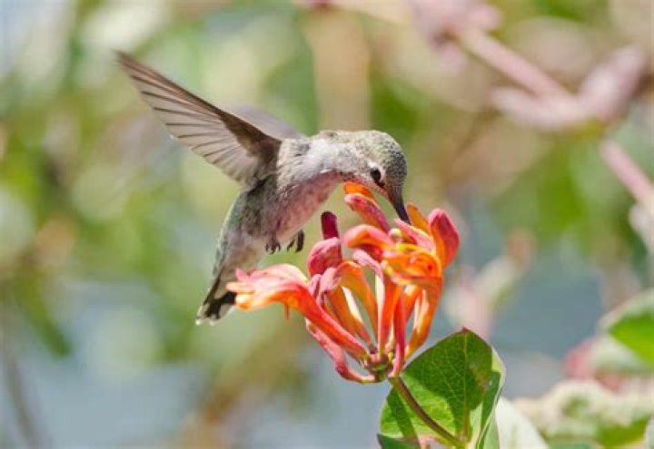 Where Do Hummingbirds Sleep: Unveiling the Hidden Secrets of Nature's Tiny Flyers