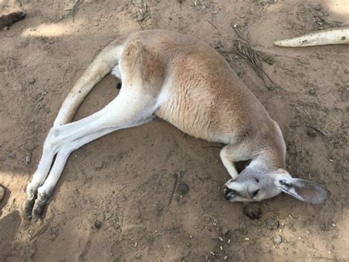 Where Do Kangaroos Sleep? Unveiling the Resting Habits of These Iconic Creatures