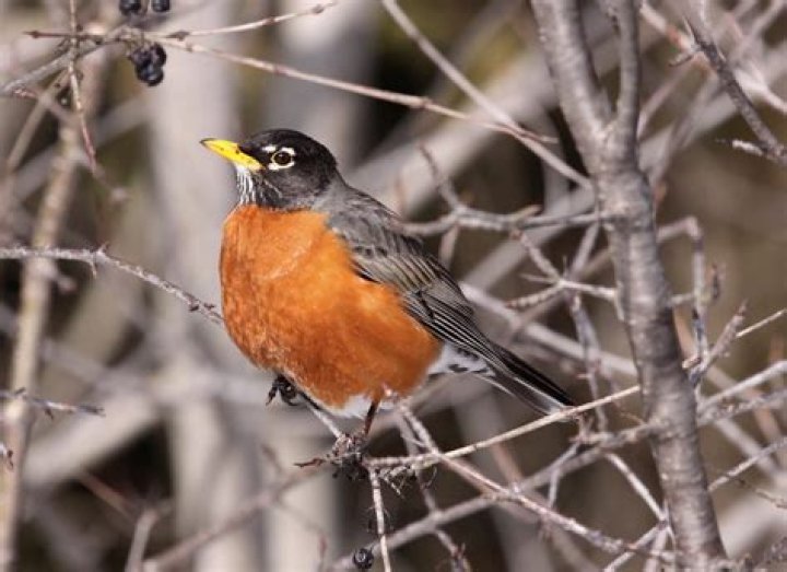Where Do Robins Sleep at Night? Uncovering the Secrets of Our Feathered Friends