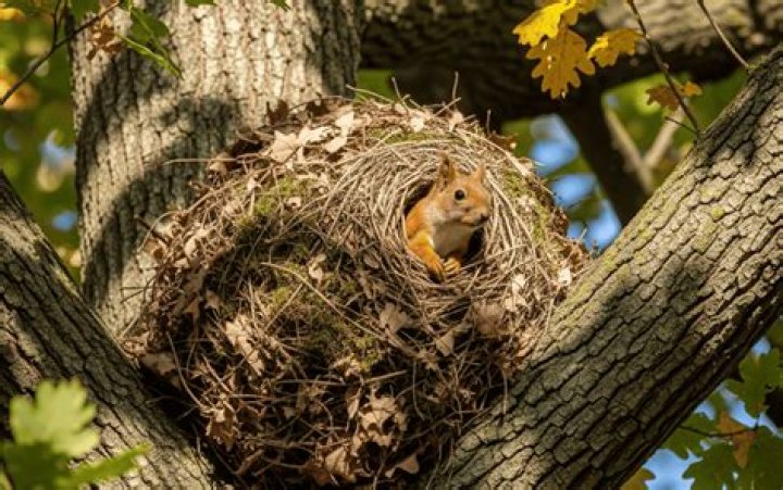 Where Does a Squirrel Sleep? The Surprising Secrets Behind Their Resting Habits
