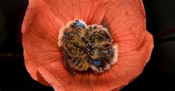 Why Bees Sleeping in Flowers is Nature&rsquo;s Sweetest Sight