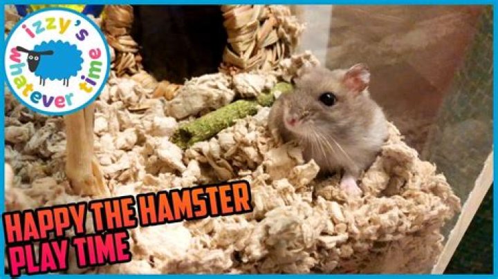 x.hamster: Exploring Free Videos and Niche Content in 2025